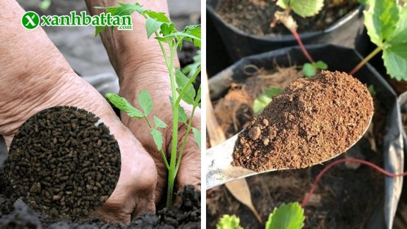Lưu ý khi sử dụng phân dơi hữu cơ bón cho cây