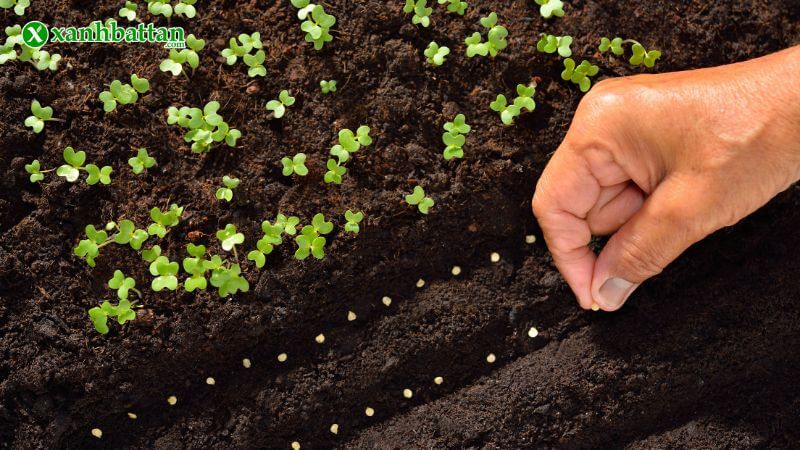 Vì sao hạt giống quyết định đến 70% thành công khi trồng cây?