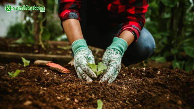 Hạt giống rau – lựa chọn quen thuộc cho vườn nhà