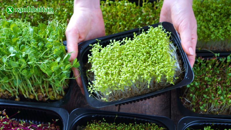 Hạt giống rau mầm – nhanh, dễ và giàu dinh dưỡng