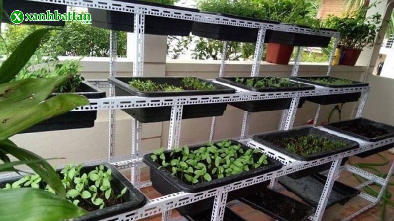 Chậu trồng rau – tối ưu cho trồng tại nhà