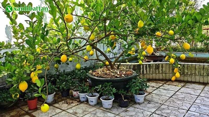 Đất trồng cây ăn trái và cây lâu năm