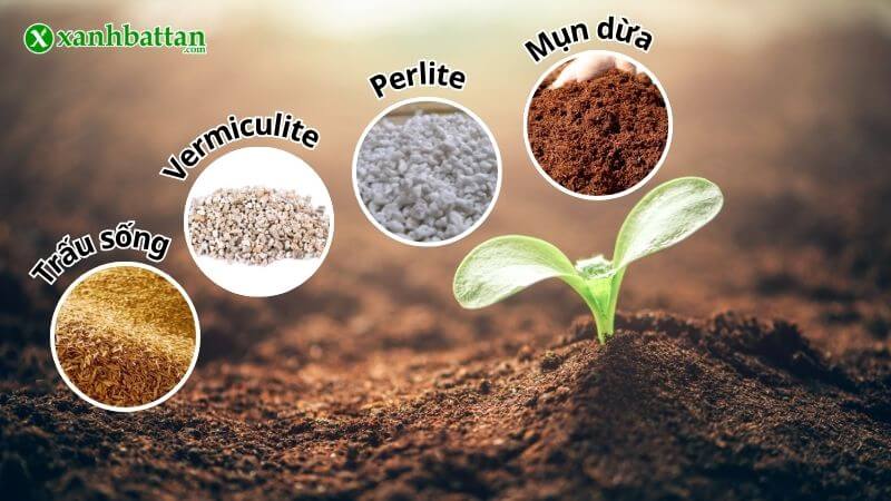 Phân biệt đất trồng cây và giá thể trồng cây