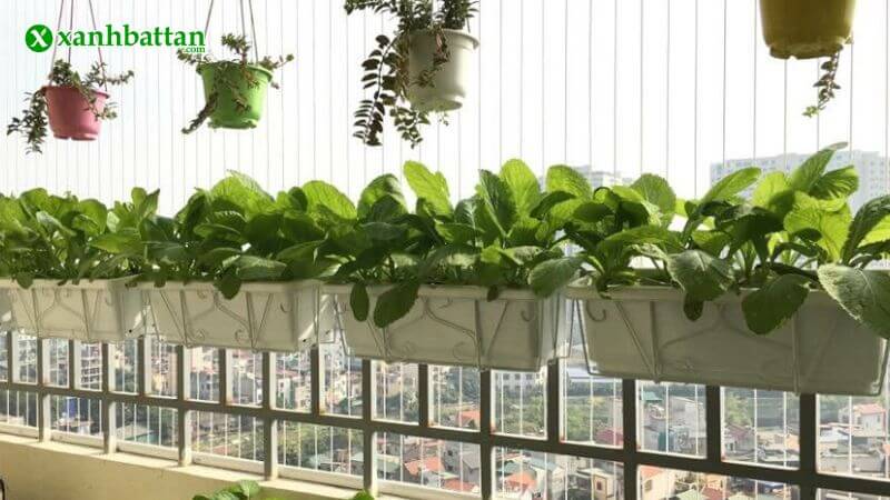 Chậu ban công – giải pháp cho không gian nhỏ