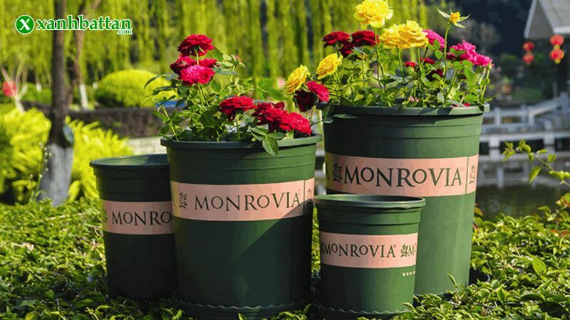 Chậu trồng cây kiểng và hoa cảnh