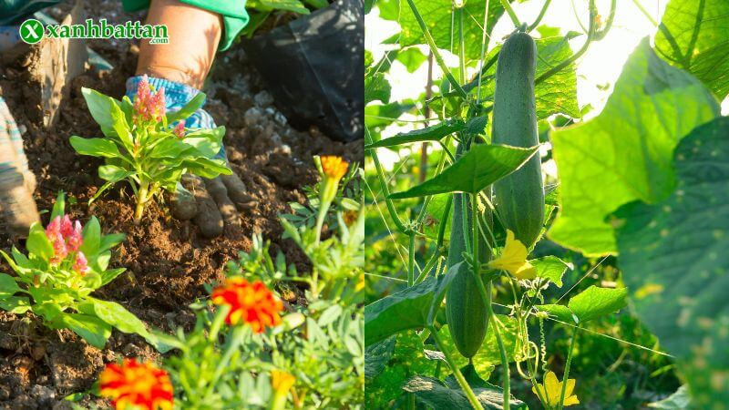 Hạt giống hoa, cây cảnh và cây ăn trái