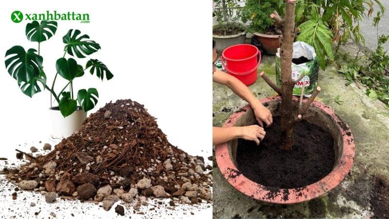 Đất trồng cây kiểng – ưu tiên độ tơi xốp và thẩm mỹ