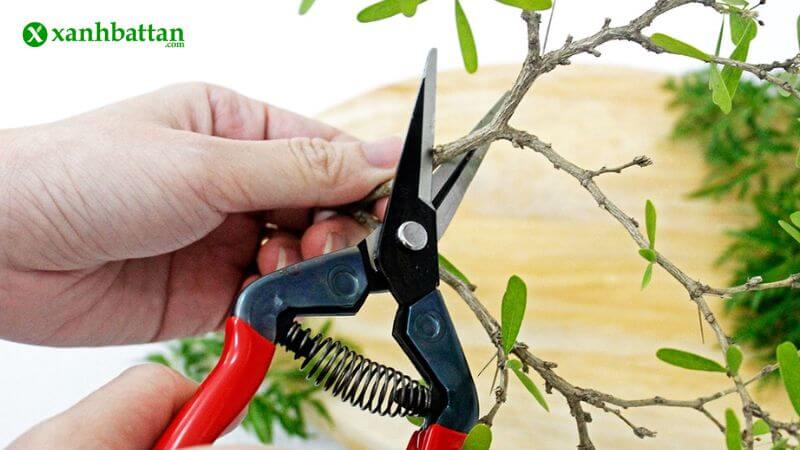 Dụng cụ cắt tỉa và tạo dáng cây