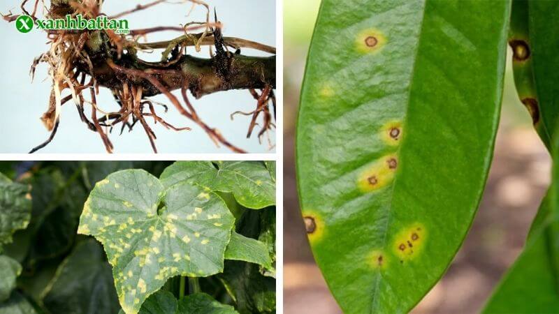 Thuốc trừ nấm bệnh cho cây trồng