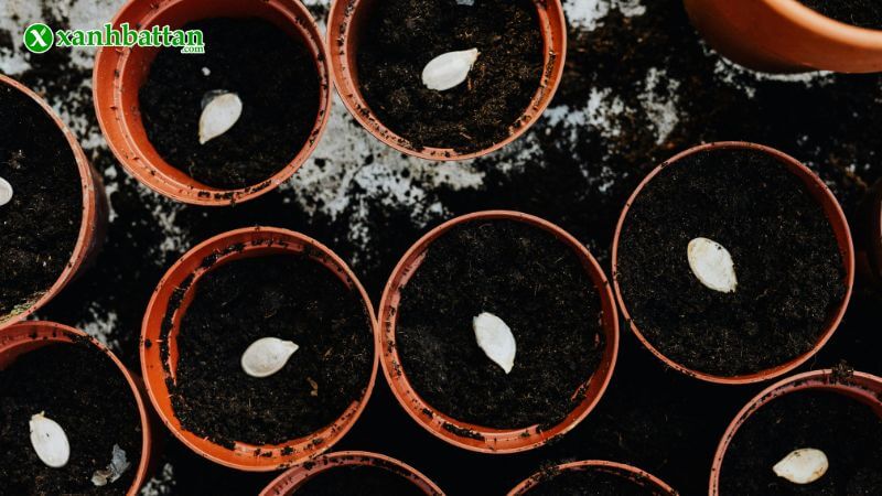 Bước 2: Gieo hạt vào đất hoặc giá thể ươm