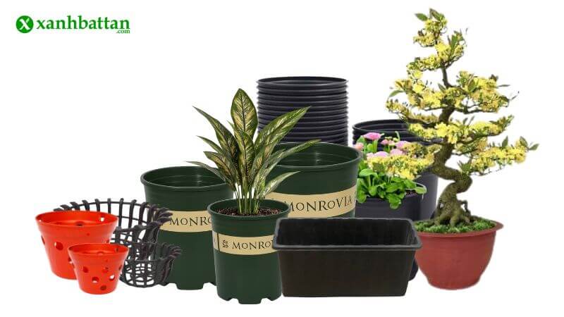 Chậu trồng cây đóng vai trò như "ngôi nhà" cho cây trồng