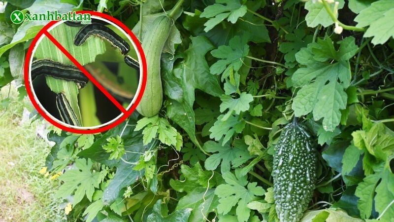 Thuốc trừ sâu – kiểm soát côn trùng gây hại