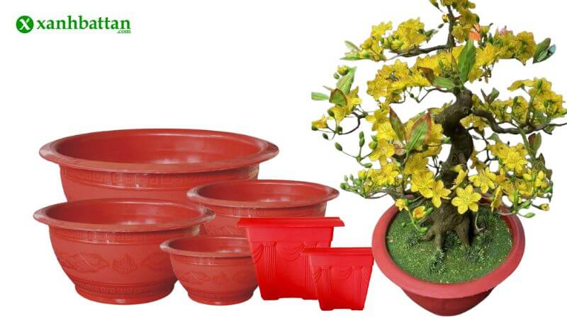 Chậu trồng mai – cần không gian và độ bền cao
