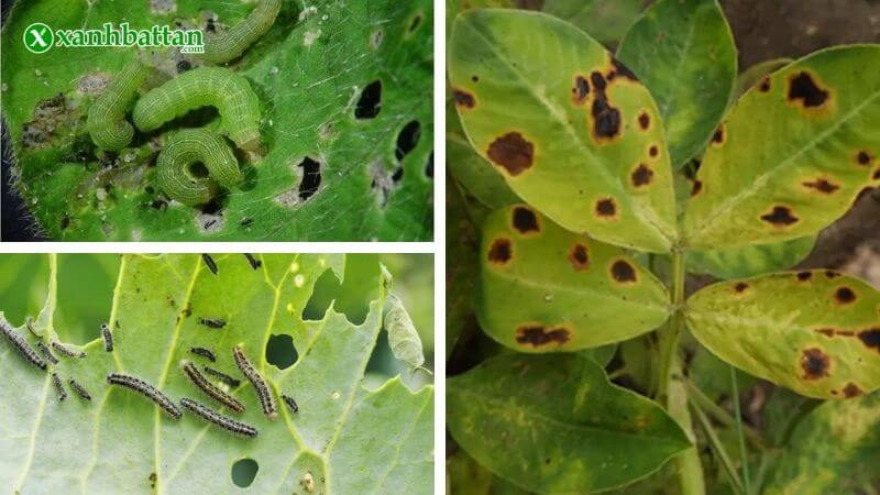 các sâu bệnh hại thường gặp trên cây trồng