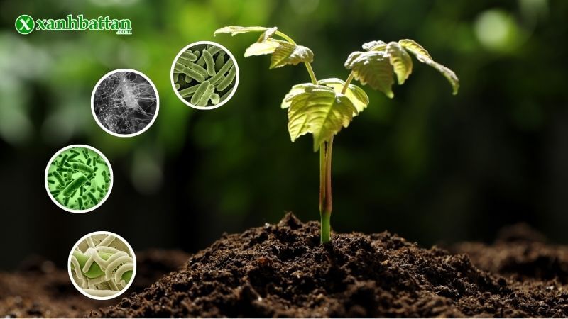 Thuốc bảo vệ thực vật sinh học