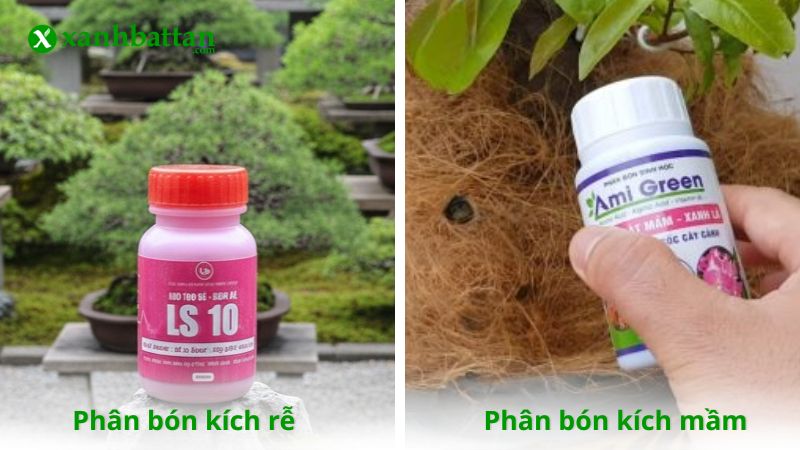 Phân bón kích rễ và phân bón kích mầm (chồi) là gì?
