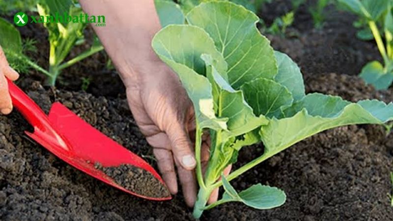 Phân bón cho rau sạch là gì?