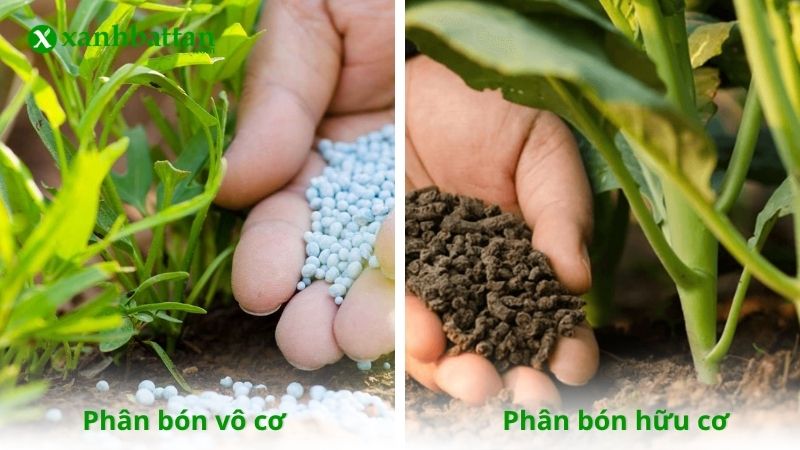 Phân bón vô cơ và phân bón hữu cơ là gì?
