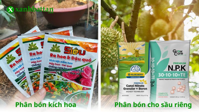 Phân bón kích hoa và phân bón cho sầu riêng là gì?