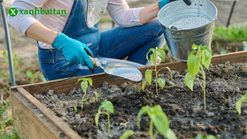Tìm hiểu phân bón dinh dưỡng cho cây trồng là gì?