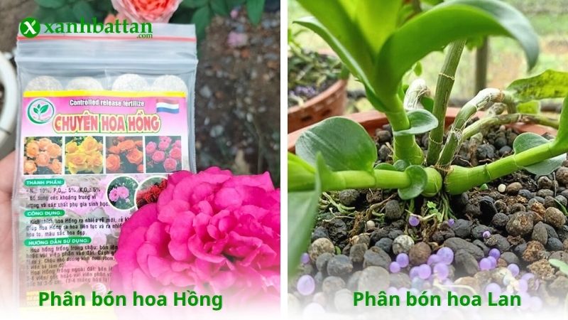 Phân bón cho hoa Hồng và phân bón cho hoa Lan là gì?