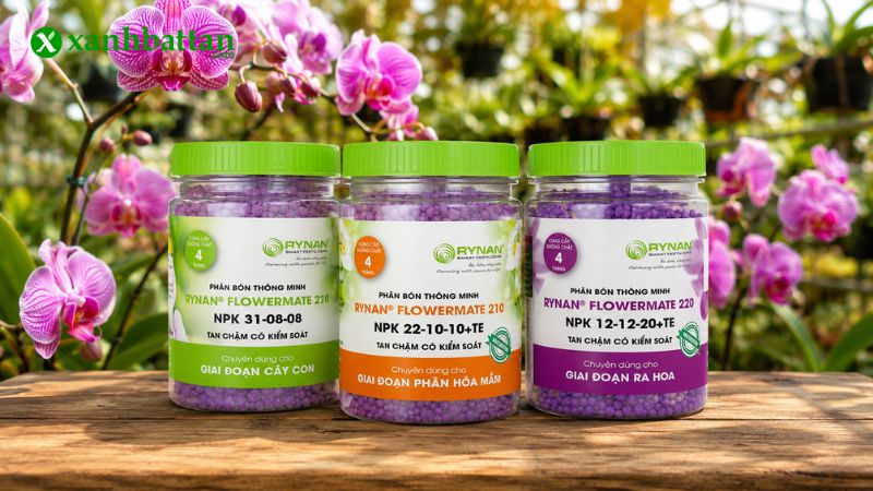 Combo kích hoa, phục hồi cho Lan
