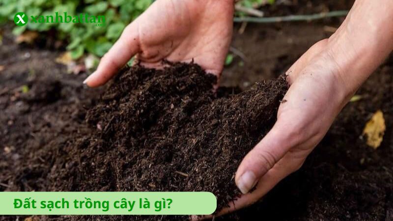 Đất sạch trồng cây là gì?