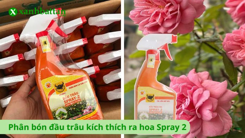 Phân bón đầu trâu kích thích ra hoa Spray 2