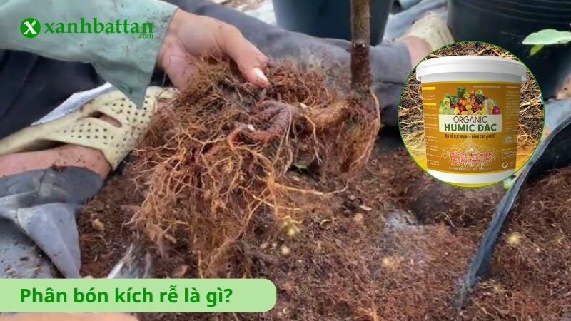 Phân bón kích rễ cho cây là gì?