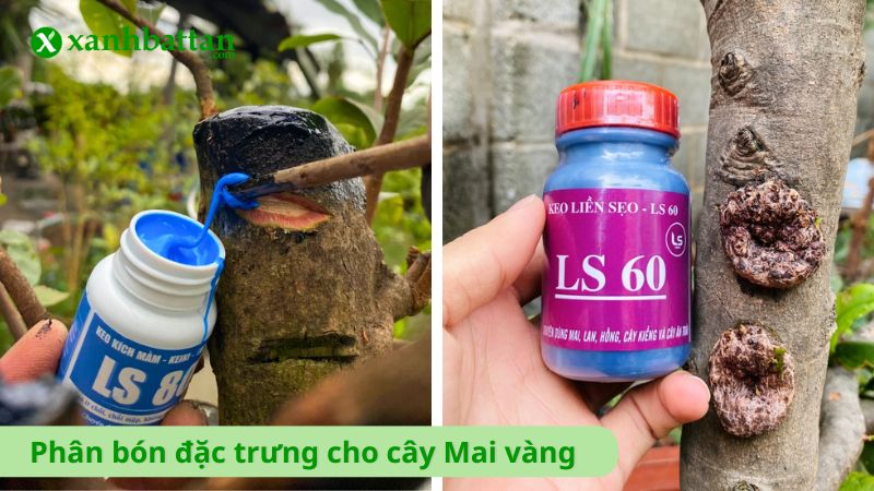 Phân bón dùng riêng cho cây Mai vàng