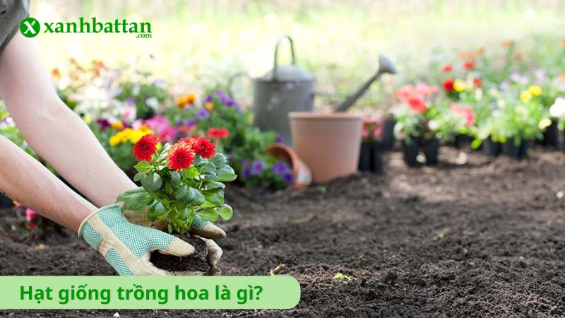 Hạt giống hoa trồng chậu là gì?