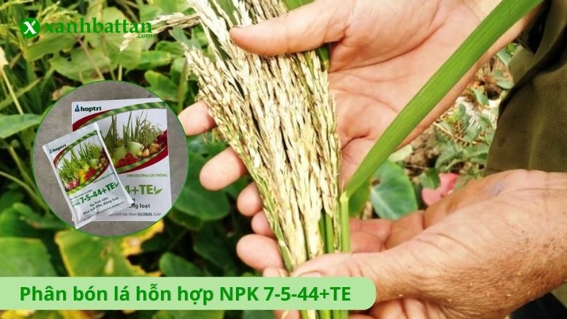 Phân bón lá hỗn hợp NPK 7-5-44+TE cao cấp