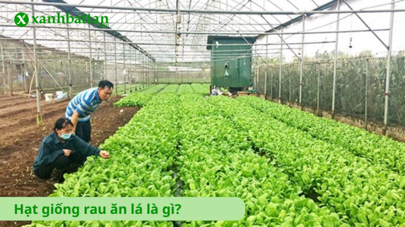 Hạt giống rau ăn lá là gì?