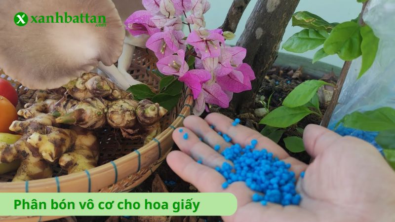 Phân bón vô cơ cho hoa Giấy