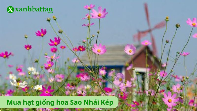 Hạt giống hoa Sao Nhái Kép
