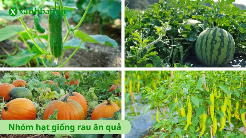 Nhóm hạt giống rau ăn quả