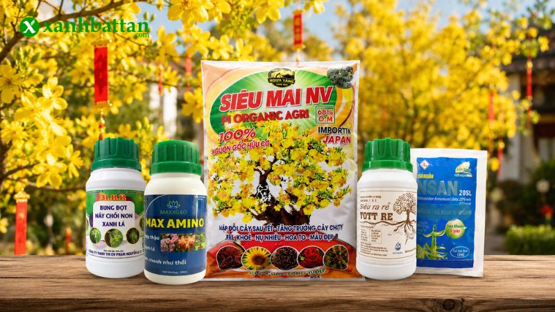 Combo chăm sóc, phục hồi Mai vàng sau Tết