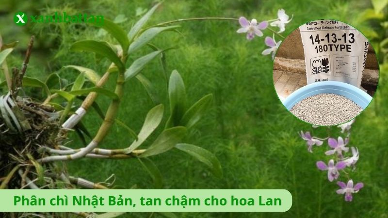 Phân chì Nhật Bản, tan chậm - Vô cơ
