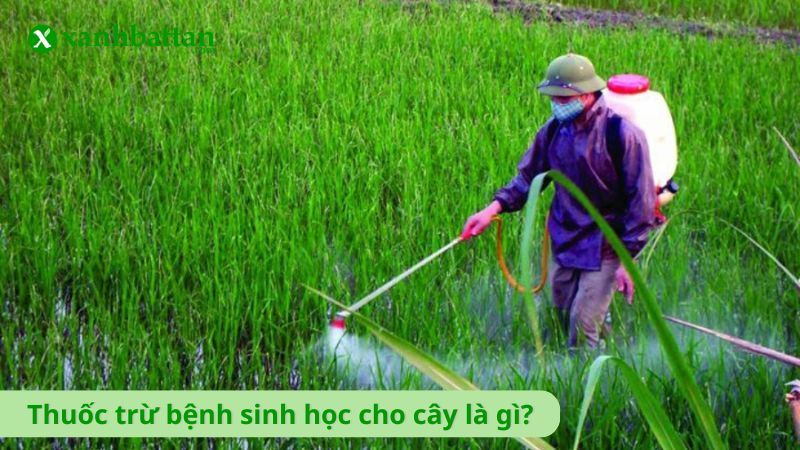 Thuốc trừ bệnh sinh học cho cây là gì?