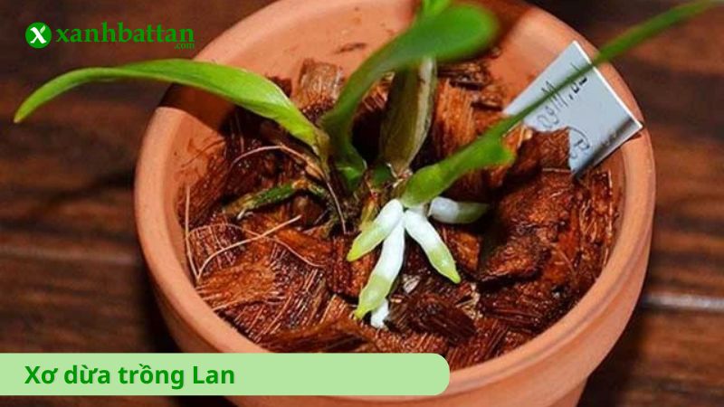 Xơ dừa trồng Lan