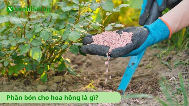 Phân bón cho hoa hồng là gì?
