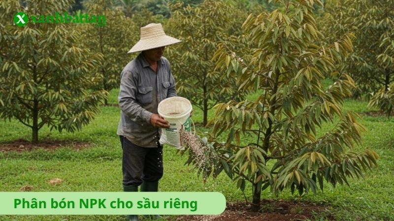 Phân bón NPK cho sầu riêng