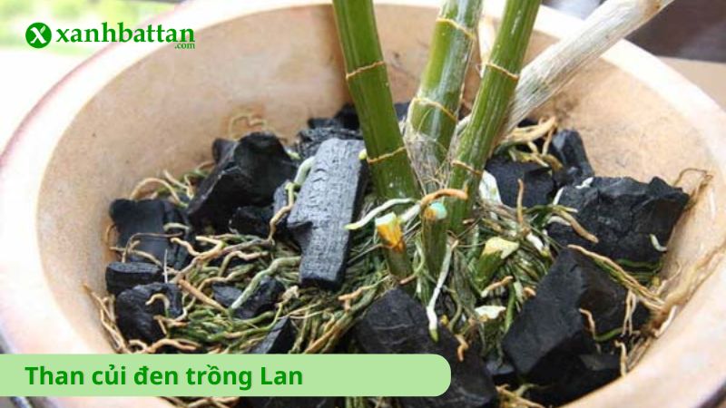 Than củi đen trồng Lan