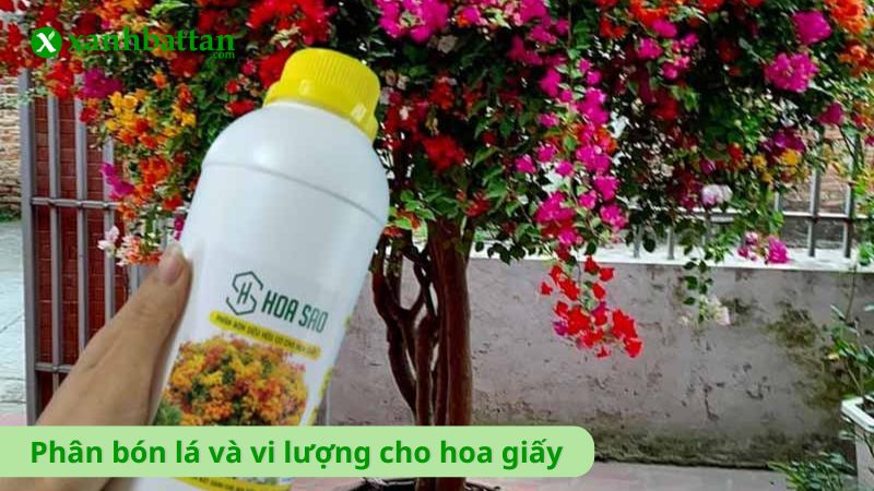 Phân bón lá và vi lượng