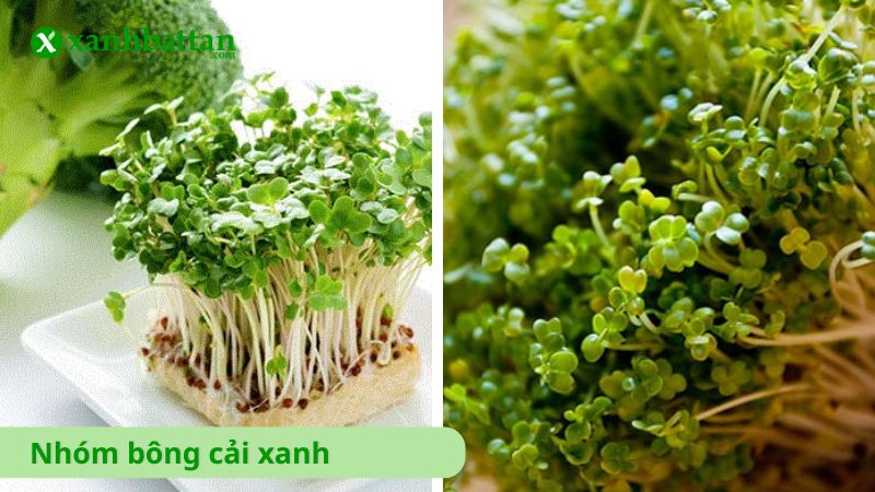 Nhóm hạt giống bông cải xanh
