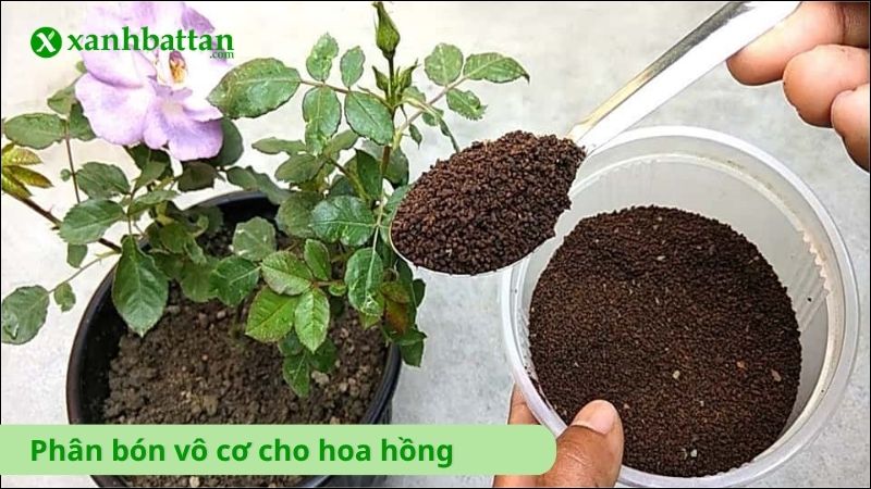 Phân bón vô cơ cho hoa hồng