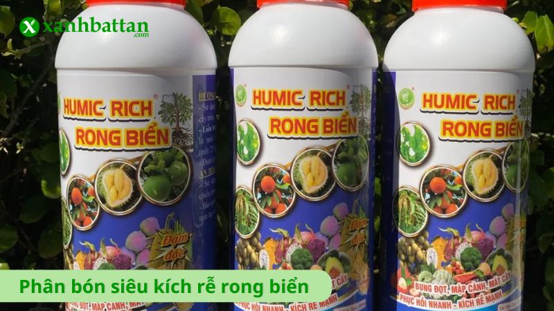 Phân bón siêu kích rễ, kích mầm rong biển