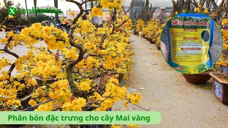 Phân bón đặc trưng dùng riêng cho cây Mai vàng