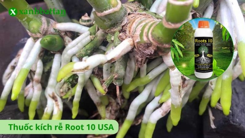 Thuốc kích rễ Root 10 USA