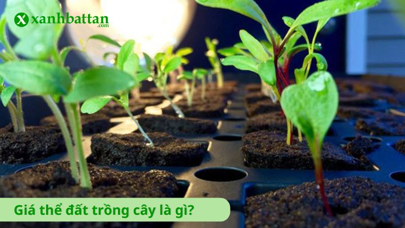 Giá thể trồng cây là gì?